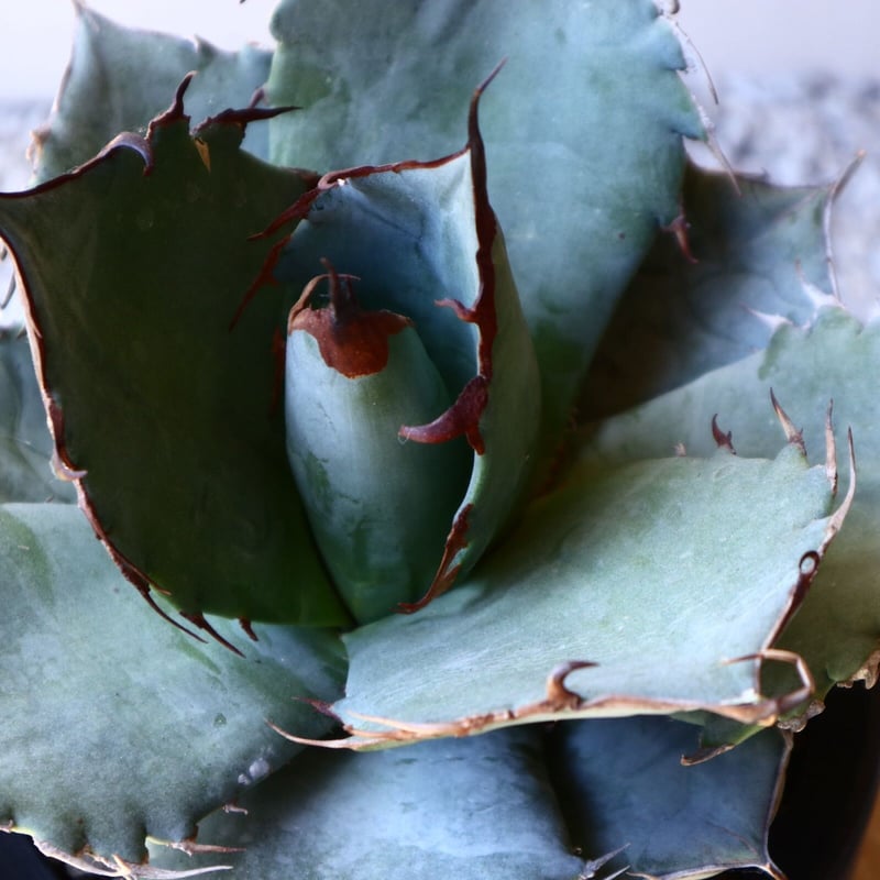 アガベ ホワイトアイスブルー Agave titanota white ice b アガベ ホワイトアイスブルー Agave titanota white ice b