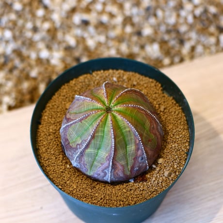 ユーフォルビア オベサ♀ / Euphorbia obesa    no.50707