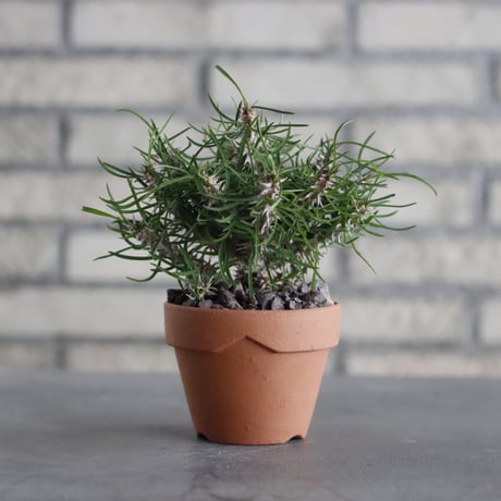 Euphorbia brachyphylla × YAMABACHI (3号) no.607/26