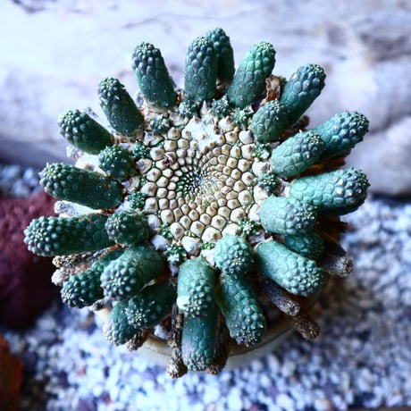 ユーフォルビア エスクレンタ  Euphorbia esculenta   no.32209