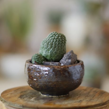 Larryleachia cactiformis  / 仏頭玉 × 山山 特別共作鉢 (2.5号)   no.1214/40
