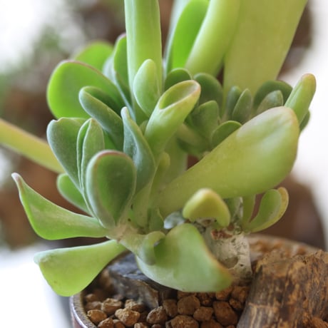 Kalanchoe luciae monstrosa × YAMABACHI var. 六本芽   no.81870