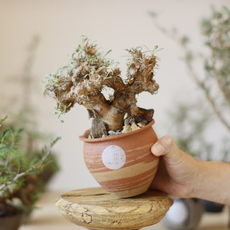 黒鬼城　Othonna euphorbioides オトンナユーフォルビオイデス Othonna euphorbioides / 黒鬼城 × N/OH (3.5号) no.