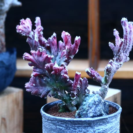 モンビレア 残雪の峰    Monvillea spegazzinii f. crist.      no.122685