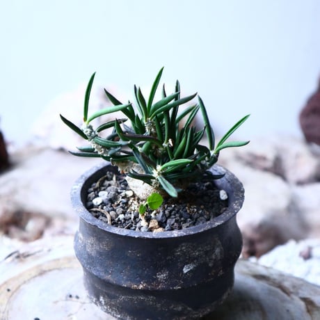 ユーフォルビア キリンドフォリア    Euphorbia cylindrifolia   no.102738