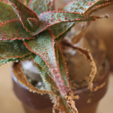 Aloe ‘Chiristmas Carol’ × YAMABACHI var.六本芽　 no.117-27