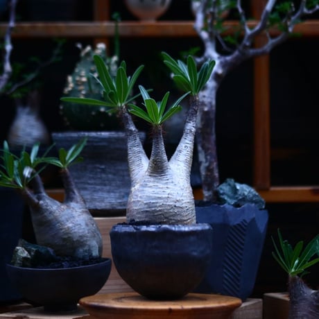 パキポディウム  グラキリス／Pachypodium  gracilius     no.100318