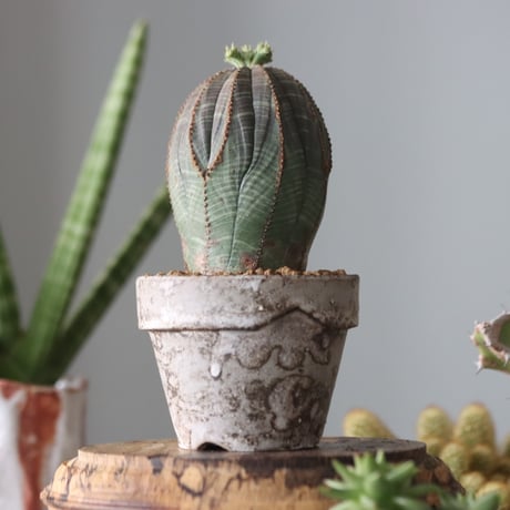 Euphorbia obesa♂ × YAMABACHI var. takero pot  no.51909
