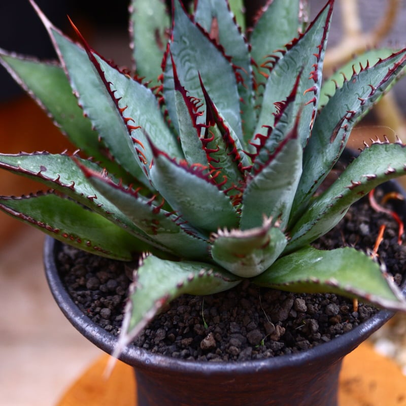 マンガベ トゥースフェアリー／Mangave tooth fairy no.91239