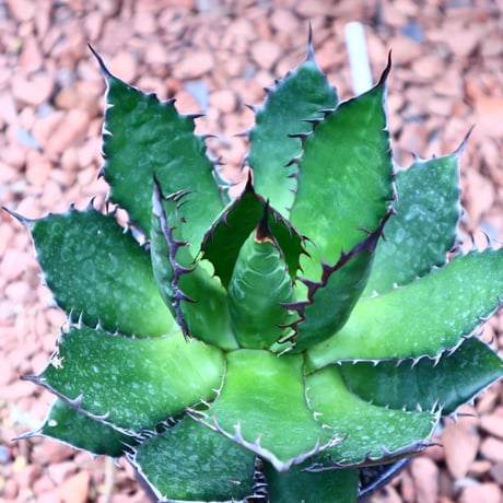 アガベ ホリダ    Agave horrida     no.42512