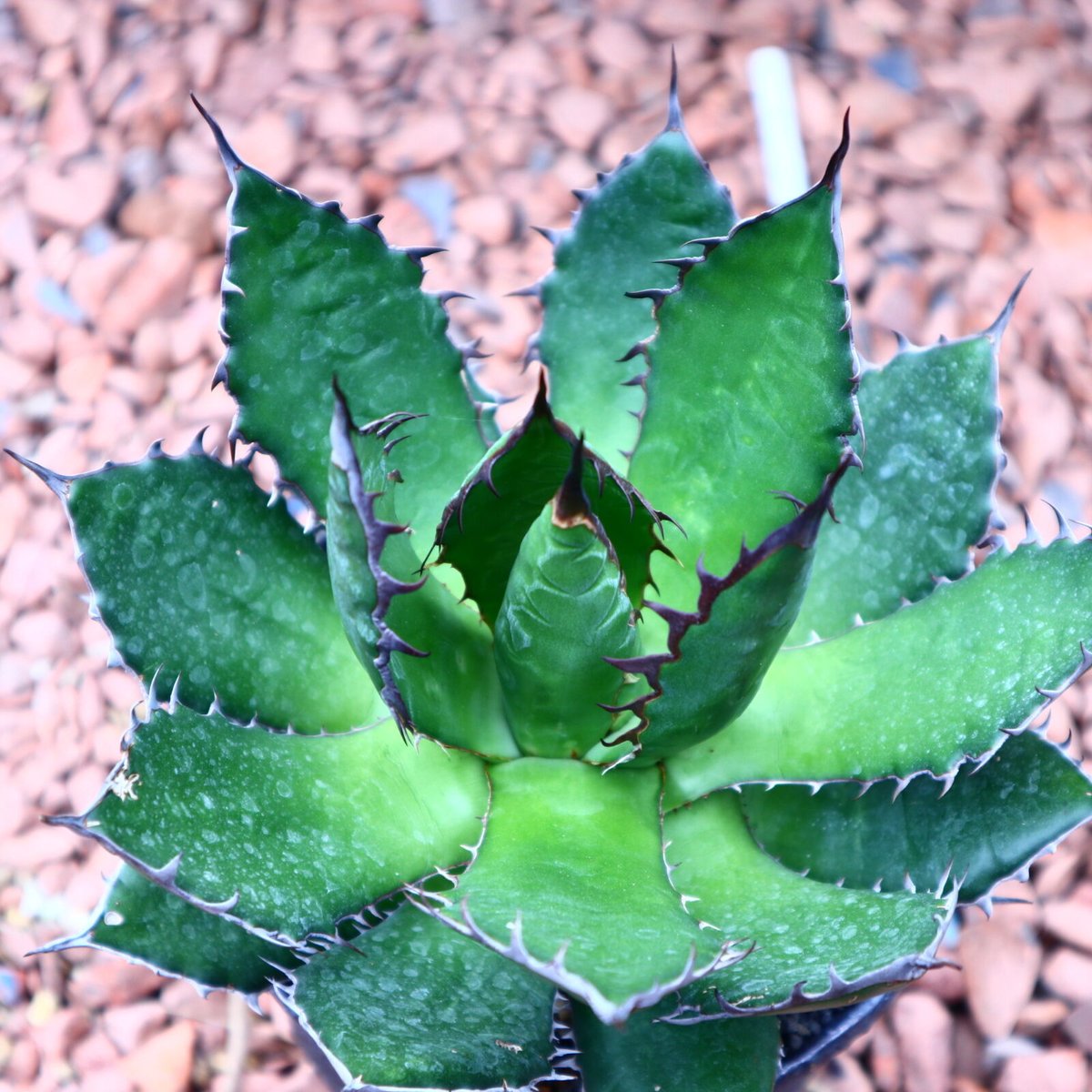 アガベ ホリダ Agave horrida no.42512 | 芽の巣山