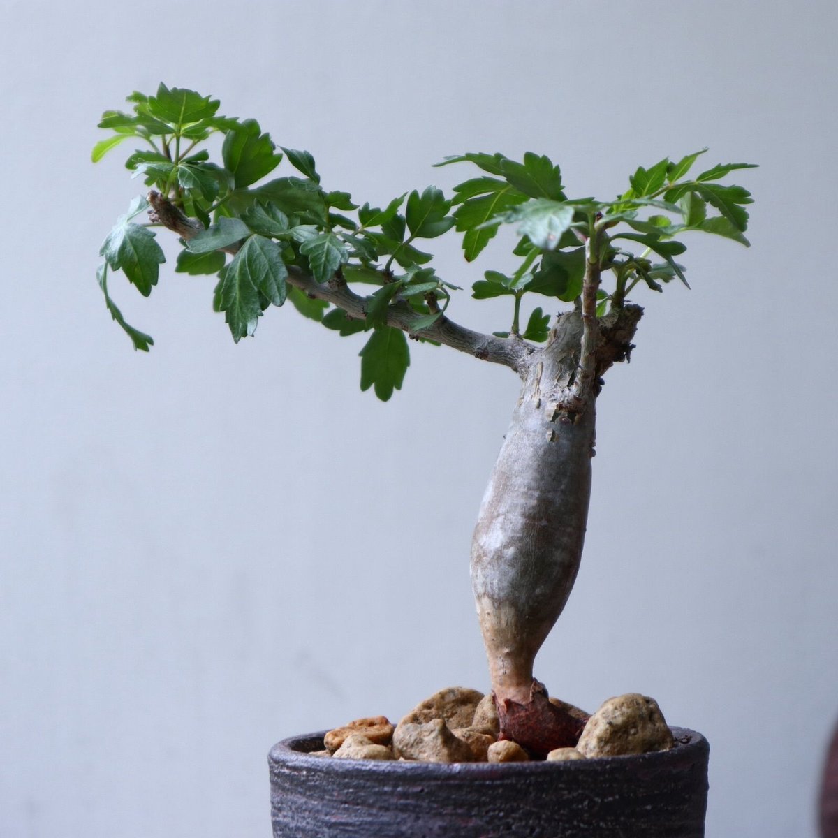 ブルセラ ファガロイデス Bursera fagaroides no.90121 | 芽の巣山