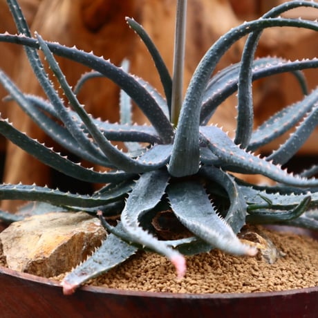 アロエ プセウドパルブラ / Aloe pseudoparvula   no.31213