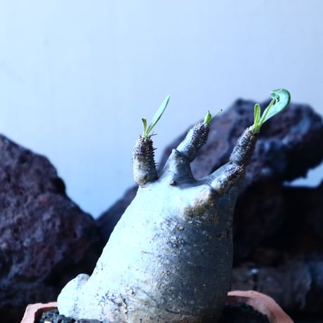 パキポディウム グラキリス   Pachypodium rosulatum var. gracilius no.30105