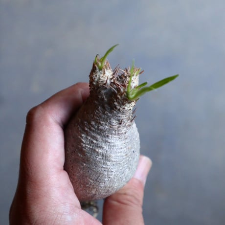 パキポディウム グラキリス   Pachypodium rosulatum var. gracilius no.110319