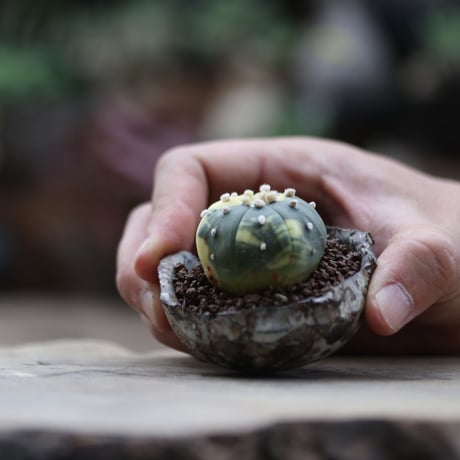 アストロフィツム  兜錦／Astrophytum asterias f. variegata  no.103003