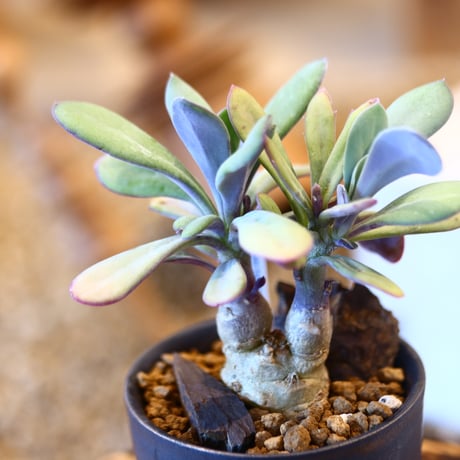 Senecio fulgens × たけろうポット  no.123146