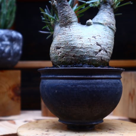 パキポディウム  グラキリス／Pachypodium  gracilius       no.52327