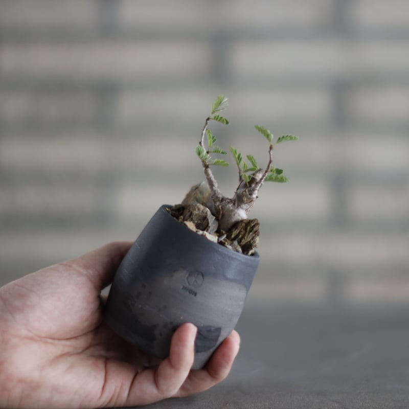 Senna meridionalis × N/OH (2.5号) no.907-39 | 芽の巣山