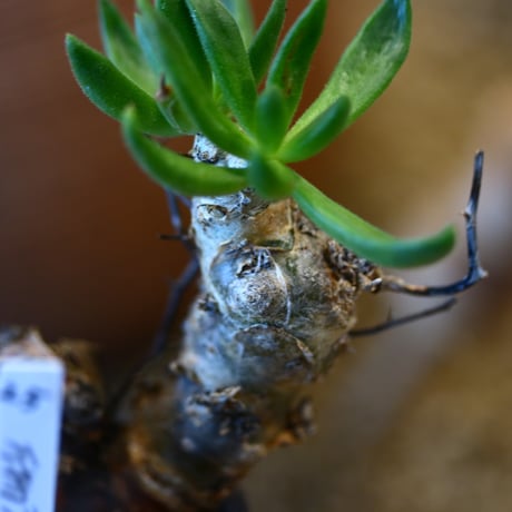 Tylecodon reticulate × N/OH  no.12125