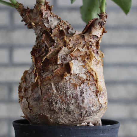 Cyphostemma uter var. macropus  × Yuta Uchida / humanity pot (5号鉢)    no.706-31