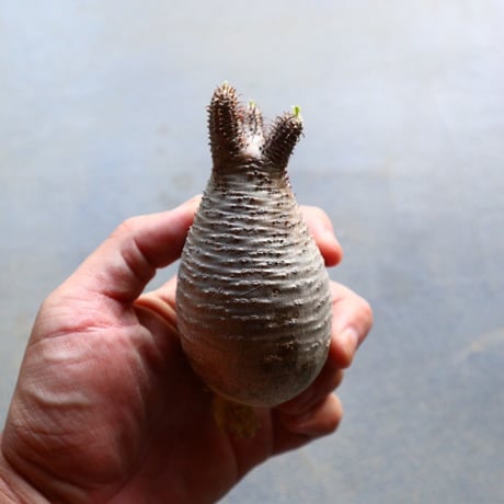 パキポディウム グラキリス 抜苗  Pachypodium rosulatum var. gracilius no.92929