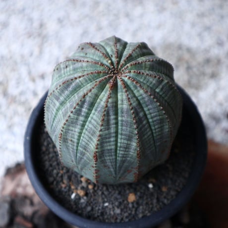 ユーフォルビア  オベサ  Euphorbia obesa  no.101408