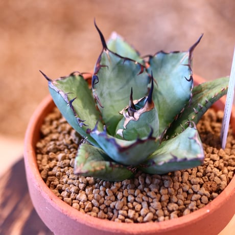 Agave titanota black Whale × YAMABACHI   no.123171