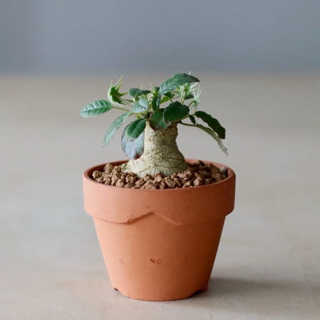 CATEGORY 実生株 | 芽の巣山