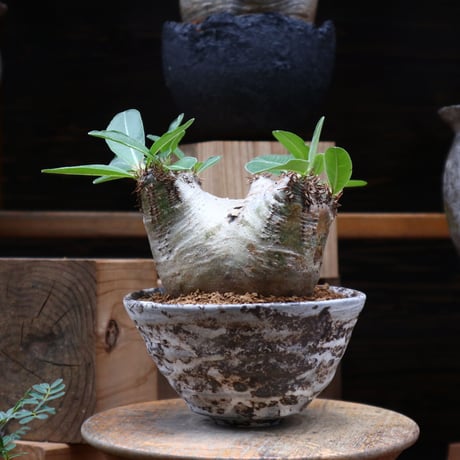 パキポディウム デンシフローラム ／Pachypodium densiforum    no.82809