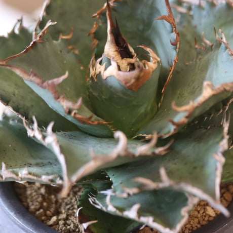 Agave titanota solareclipse × N/OH  no.90110