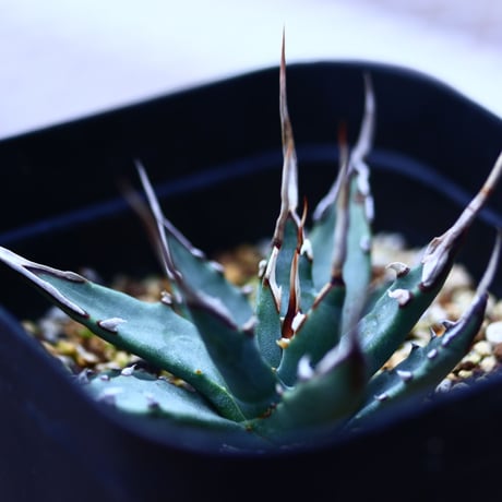 アガベ  ユタエンシス    エボリスピナ  Agave uthaensis var. eborispina  no120614