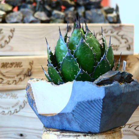 Agave horrida × N/OH   no.107120