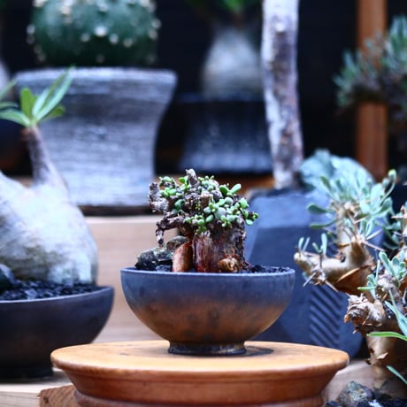 ケラリア  ピグマエア／Ceraria pygmaea    no.100309