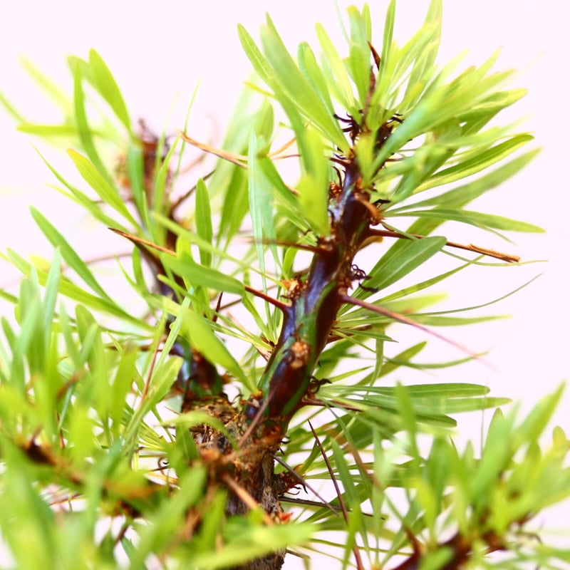 フォークイエリア プルプシー / Fouquieria purpusii no.42329