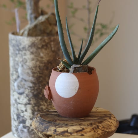 Aloe cryptopoda × N/OH　 no.82541