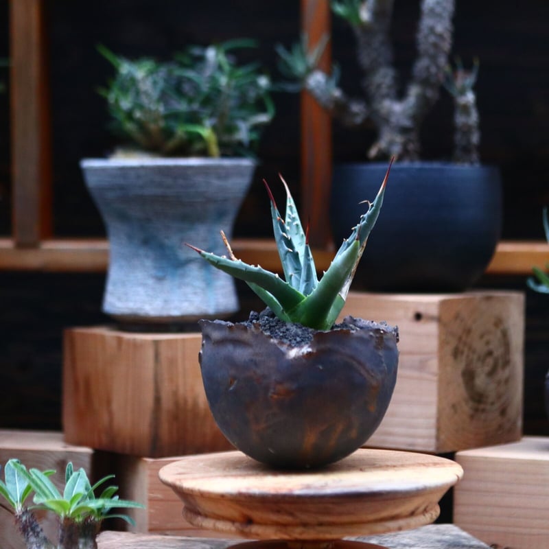 アガベ　ユタエンシス　ネバデンシス アガベ ユタエンシス ネバデンシス 8 Agave uthaensis var