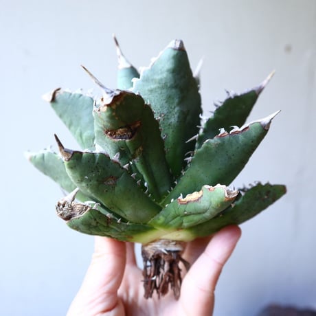 アガベ   チタノタ 　 Agave  titanota   no.111019
