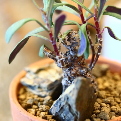 Othonna arborescens × YAMABACHI   no.123148