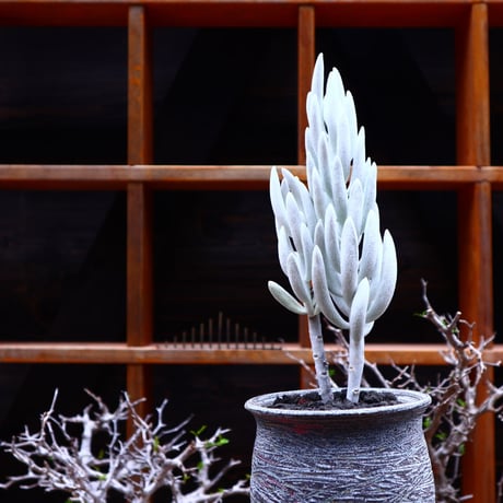 セネシオ   大型銀月／Senecio haworthii    no.51605
