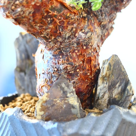Commiphora monstrosa × N/OH   no.90342