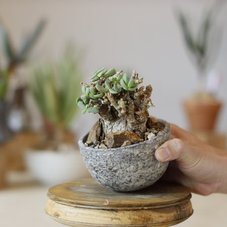 Ceraria pygmaea × takero pot (3.5号)  no.1214/48