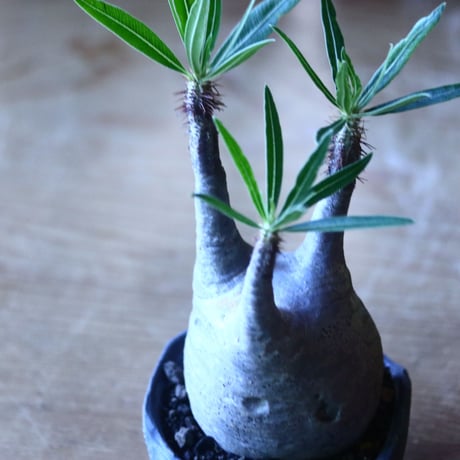 パキポディウム グラキリス   Pachypodium rosulatum var. gracilius no.705-4