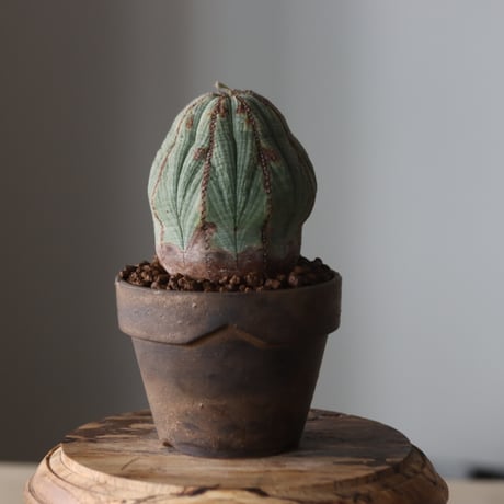 Euphorbia obesa × YAMABACHI var. Atsushi Funakushi  no.905-28