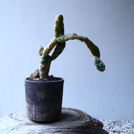 オプンチア　レティキュラータ　亀甲団扇 Opuntia zebrina f. reticulata   no.12610