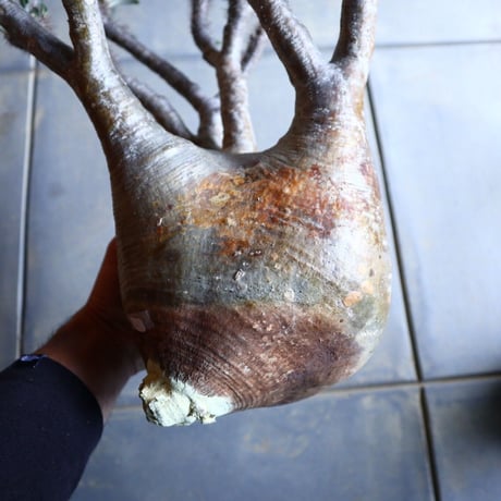 パキポディウム グラキリス   Pachypodium rosulatum var. gracilius no.110342