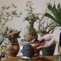 たけろうポット/ チギリ / シロサビ / M たけろうポット/ チギリ / シロサビ / M no.623-4 | 芽の巣山