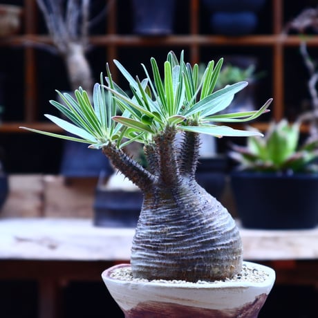 パキポディウム  グラキリス ／Pachypodium  gracilius       no.50218