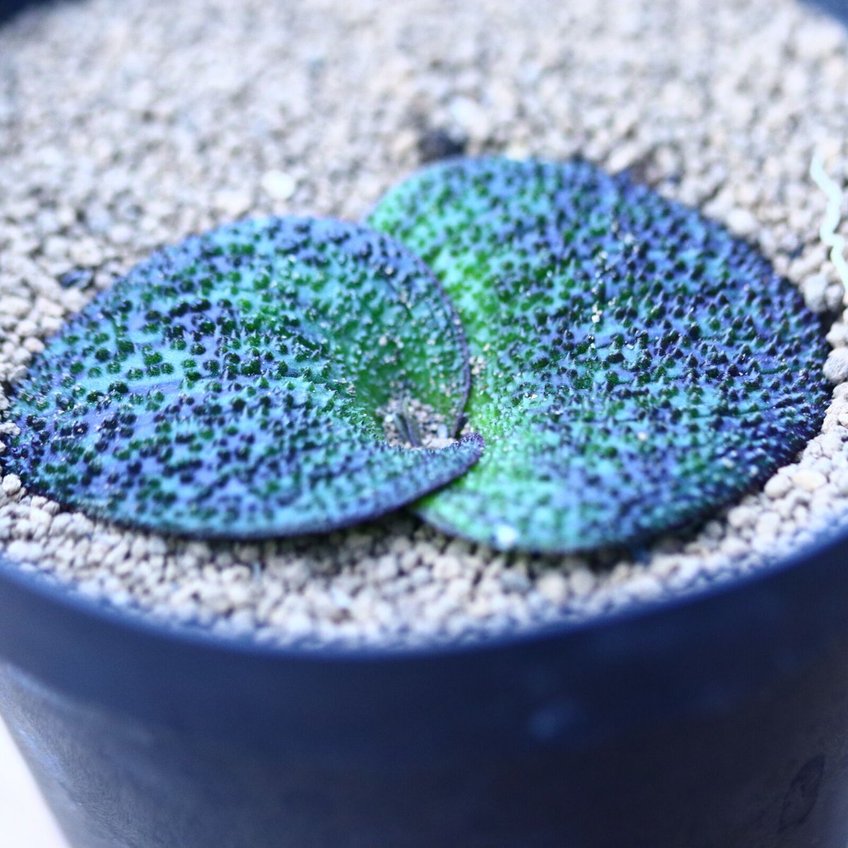 マッソニア ロンギペス Massonia longipes no.12065