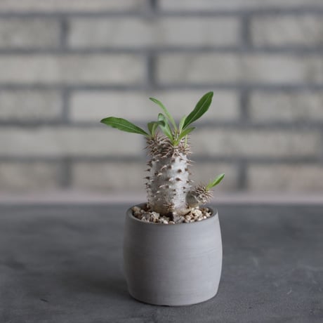 Pachypodium Makayense × N/OH (2.5号)  no.510/33